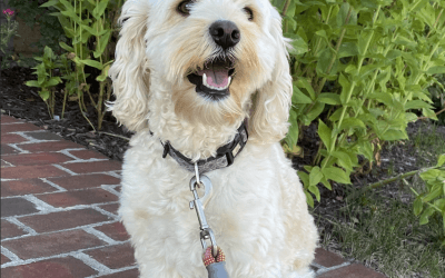 Your First Few Days at Home